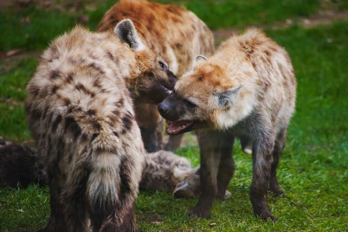 Hyenas